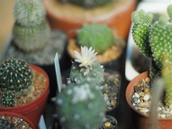 Close-up of succulent plant