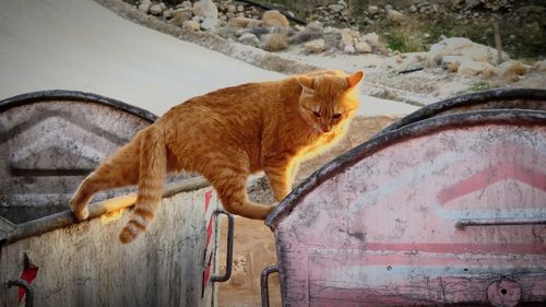 Side view of a cat