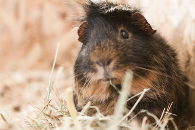 Close-up portrait of a rabbit