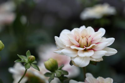 Close-up of white flowering plant