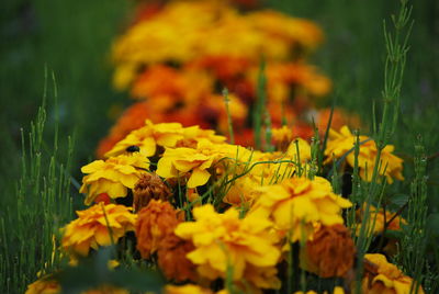 Close-up of yellow flowers