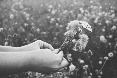 Close-up of hand holding flowers