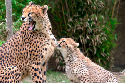 Close-up of cheetahs