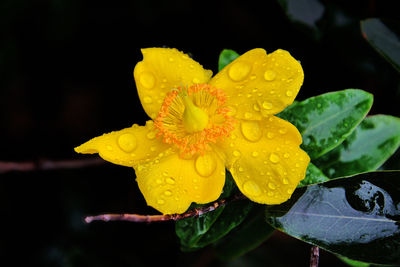 Close-up of wet yellow flower blooming outdoors