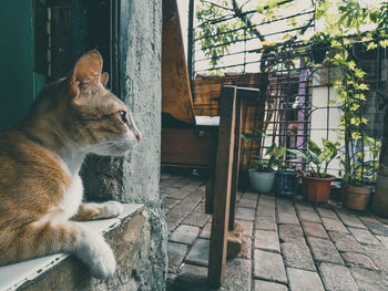 Cat looking away while sitting on front door