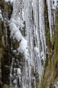 Close-up of icicles on snow covered land