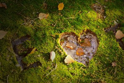 View of grassy field