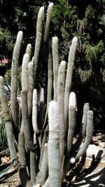 Close-up of bare tree