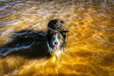 High angle portrait of dog swimming in sea