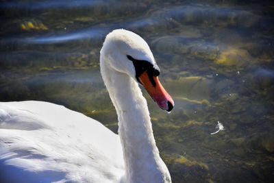 Close-up of swan swimming in lake