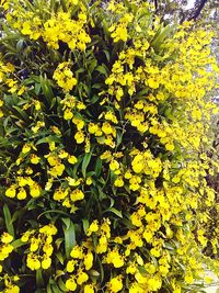 Full frame shot of yellow flowers