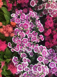 High angle view of pink flowers blooming outdoors