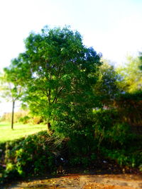 Trees growing in park