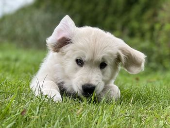 Close-up of 2 month old golden retriever puppy on grassy field