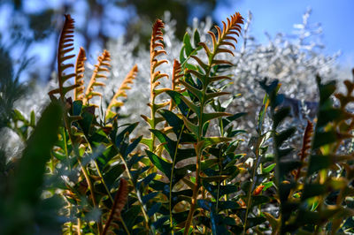 Low angle view of flowering plants