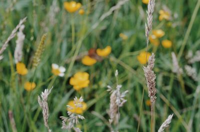 Close-up of yellow flowering plant on field