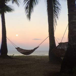 Scenic view of hammocks on palm trees on beach at sunset