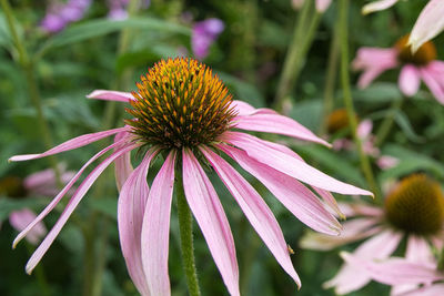 Close-up of purple flowering plant in park