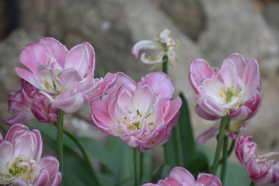 Close-up of pink roses