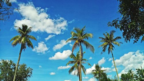 Low angle view of palm trees against blue sky