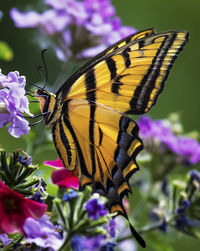 Close-up of butterfly pollinating on flower