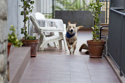 Portrait of dog sitting on chair in yard