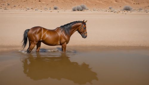 Horse standing at beach
