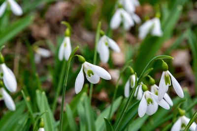 Close-up of white flowering plant