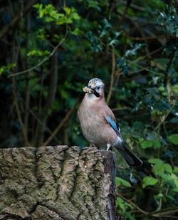 Close-up of bird perching on a tree