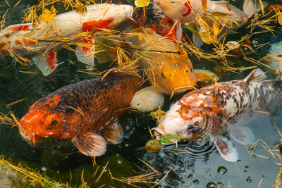 Fish swimming in sea