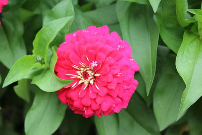 Close-up of pink flower blooming outdoors