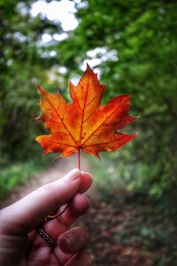 Cropped image of hand holding maple leaves