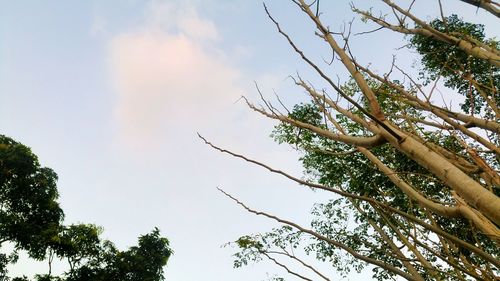Low angle view of tree against sky