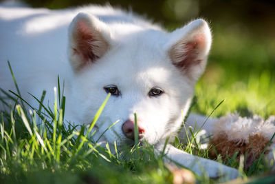 Portrait of dog sitting on land