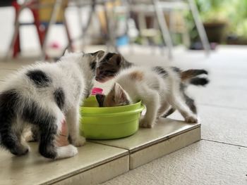 Close-up of cat with kitten