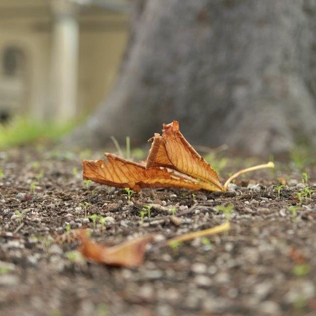 leaf, plant part, selective focus, dry, close-up, no people, day, autumn, nature, fragility, vulnerability, outdoors, falling, plant, change, land, surface level, brown, single object, natural condition, leaves