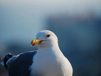 Close-up of seagull