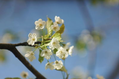 Close-up of cherry blossom on tree