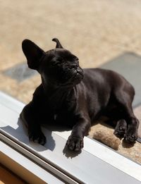 High angle view of dog lying on table