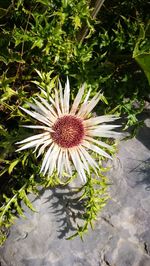 Close-up of flower blooming outdoors