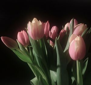 Close-up of pink flowers