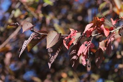 Close-up of leaves against blurred background