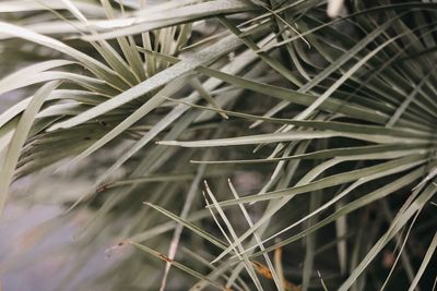 Close-up of succulent plant