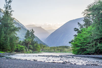 Scenic view of river amidst trees against sky