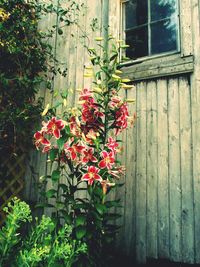 Red flowering plants against wall