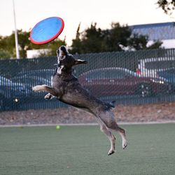 Dog playing with ball