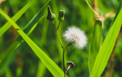 Close-up of dandelion on field