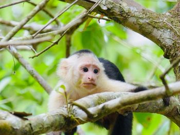 Portrait of monkey on tree