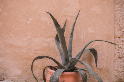 Close-up of hand holding plant against wall