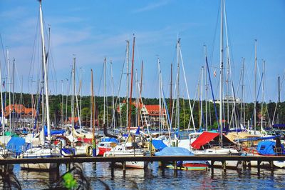 Sailboats moored in harbor